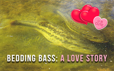 Bedding Bass: A Love Story