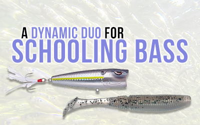 A Dynamic Duo for Schooling Bass